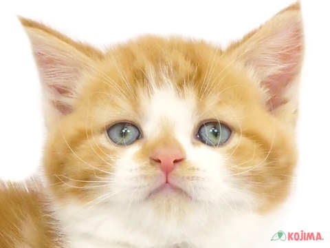 東京都のスコティッシュストレート (コジマ足立店/2024年3月18日生まれ/男の子/レッドタビーホワイト)の子猫