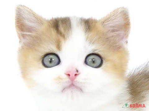 東京都のブリティッシュショートヘアー (コジマ国分寺店/2024年3月15日生まれ/男の子/ブラウンホワイト)の子猫
