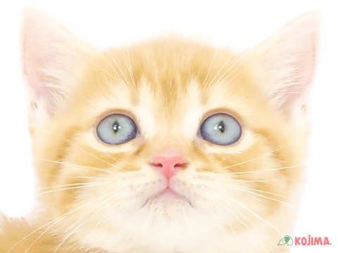 神奈川県のブリティッシュショートヘアー (コジマアリオ橋本店/2024年3月18日生まれ/男の子/レッドタビー)の子猫