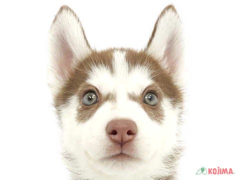 千葉県のシベリアンハスキー (コジマアリオ柏店/2024年3月19日生まれ/女の子/チョコレートホワイト)の子犬