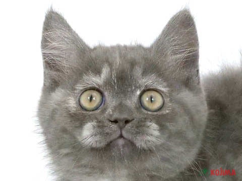 埼玉県のスコティッシュストレート (コジマ三郷店/2024年3月5日生まれ/女の子/ブルートーティ)の子猫