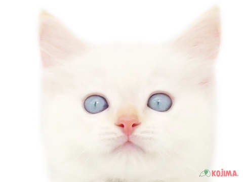 千葉県のラグドール (コジマウエルケアセンター/2024年3月20日生まれ/男の子/クリームポイント)の子猫