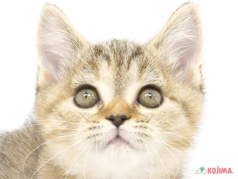 千葉県のスコティッシュストレート (コジマウエルケアセンター/2024年3月16日生まれ/女の子/ブラウンパッチドタビー)の子猫