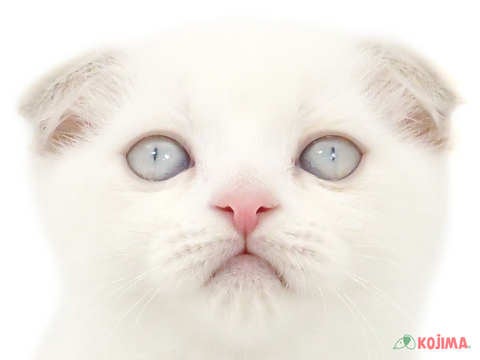 東京都のスコティッシュフォールド (コジマ国分寺店/2024年3月14日生まれ/女の子/ブルークリームポイント)の子猫