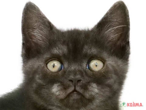 千葉県のブリティッシュショートヘアー (コジマウエルケアセンター/2024年3月19日生まれ/男の子/ブラック)の子猫