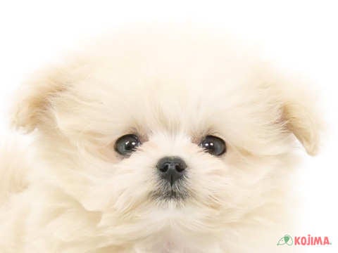 千葉県のポメプー(ポメラニアン×プードル) (コジマウエルケアセンター/2024年3月17日生まれ/女の子/クリーム)の子犬
