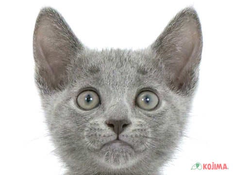 千葉県のロシアンブルー (コジマウエルケアセンター/2024年3月18日生まれ/男の子/ブルー)の子猫