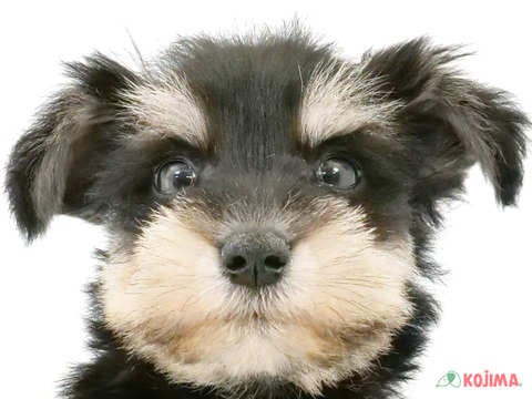 東京都のミニチュアシュナウザー (コジマ練馬店/2024年3月19日生まれ/男の子/ブラックシルバー)の子犬