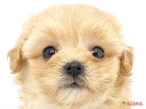 千葉県のマルプー(マルチーズ×プードル) (コジマ松戸店/2024年3月19日生まれ/女の子/アプリコット)の子犬