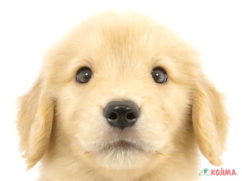千葉県のゴールデンレトリバー (コジマウエルケアセンター/2024年3月21日生まれ/男の子/ゴールデン)の子犬