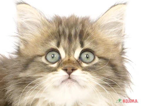 千葉県のノルウェージャンフォレストキャット (コジマアリオ蘇我店/2024年3月18日生まれ/女の子/ブラウンマッカレルタビーホワイト)の子猫