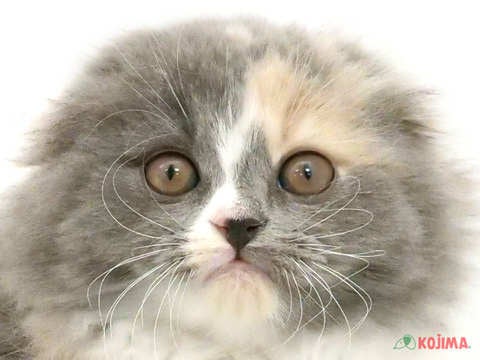 千葉県のスコティッシュフォールド (コジマウエルケアセンター/2024年3月17日生まれ/女の子/ダイリュートキャリコ)の子猫