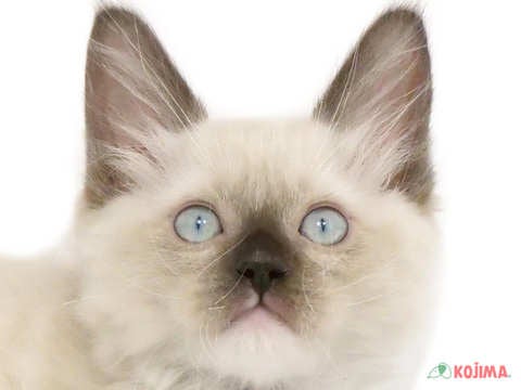 東京都のラグドール (コジマ町田店/2024年3月10日生まれ/男の子/シールポイントミテッド)の子猫