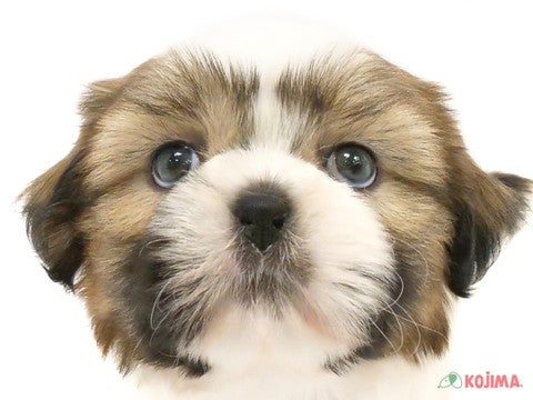 千葉県のシーズー (コジマウエルケアセンター/2024年3月21日生まれ/男の子/ホワイトゴールド)の子犬