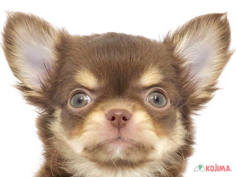 千葉県のチワワ(ロング) (コジマウエルケアセンター/2024年3月17日生まれ/男の子/チョコレートタン)の子犬