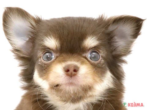千葉県のチワワ(ロング) (コジマウエルケアセンター/2024年3月18日生まれ/女の子/チョコレートタン)の子犬