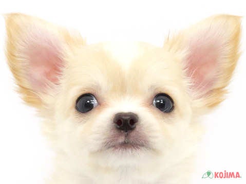 千葉県のチワワ(ロング) (コジマウエルケアセンター/2024年3月20日生まれ/男の子/クリームホワイト)の子犬