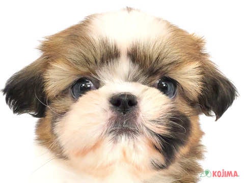 千葉県のシーズー (コジマウエルケアセンター/2024年3月20日生まれ/男の子/ホワイトゴールド)の子犬