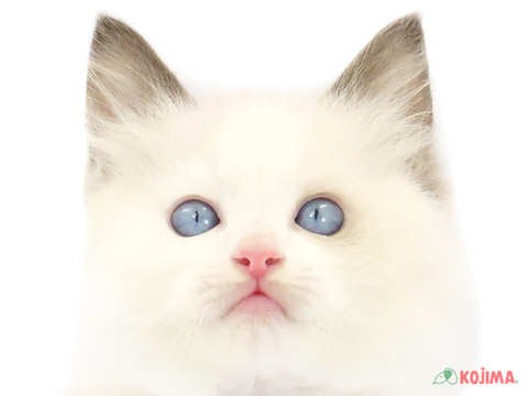 千葉県のラグドール (コジマウエルケアセンター/2024年3月21日生まれ/男の子/シールポイントバイカラー)の子猫