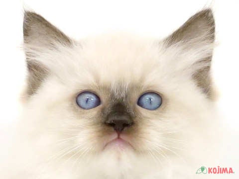 千葉県のラグドール (コジマウエルケアセンター/2024年3月21日生まれ/男の子/シールポイントミテッド)の子猫