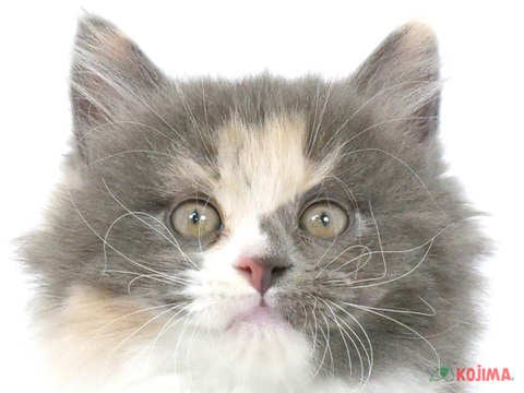 千葉県のサイベリアン (コジマウエルケアセンター/2024年3月19日生まれ/女の子/ブルークリームホワイト)の子猫