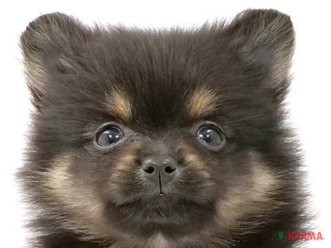 千葉県のポメラニアン (コジマウエルケアセンター/2024年3月20日生まれ/女の子/ブラックタン)の子犬
