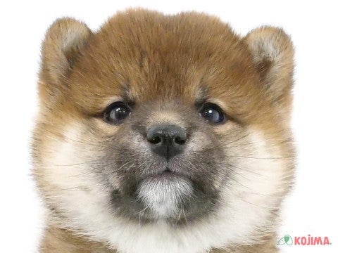 千葉県の柴犬(標準サイズ) (コジマウエルケアセンター/2024年3月21日生まれ/女の子/赤)の子犬