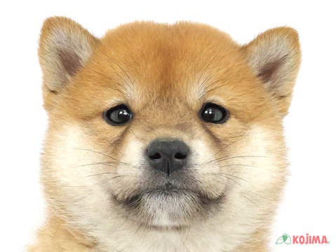 千葉県の柴犬(標準サイズ) (コジマウエルケアセンター/2024年3月20日生まれ/女の子/赤)の子犬
