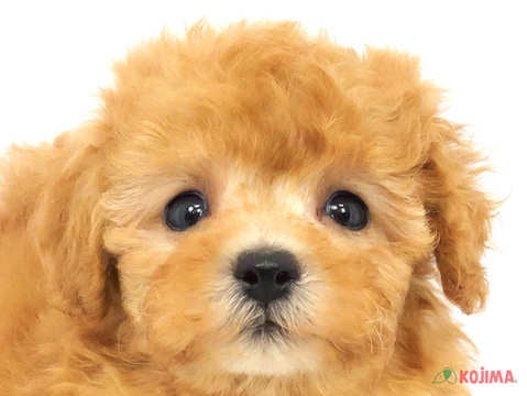 千葉県のトイプードル(トイ) (コジマウエルケアセンター/2024年3月19日生まれ/女の子/アプリコット)の子犬