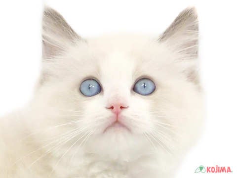 東京都のラグドール (コジマ青戸店/2024年3月18日生まれ/女の子/ブルーポイントバイカラー)の子猫