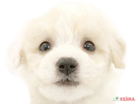 東京都のビションフリーゼ (コジマ阿佐ヶ谷店/2024年3月18日生まれ/男の子/ホワイト)の子犬