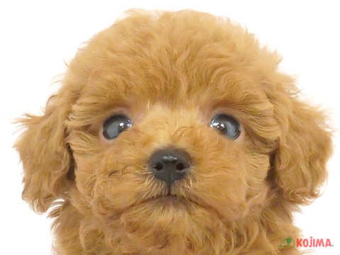 千葉県のトイプードル(トイ) (コジマアリオ市原店/2024年3月17日生まれ/男の子/レッド)の子犬