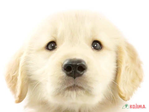 東京都のゴールデンレトリバー (コジマ練馬店/2024年3月17日生まれ/男の子/ゴールデン)の子犬