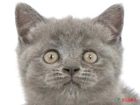 東京都のブリティッシュショートヘアー (コジマ府中店/2024年3月19日生まれ/女の子/ブルー)の子猫