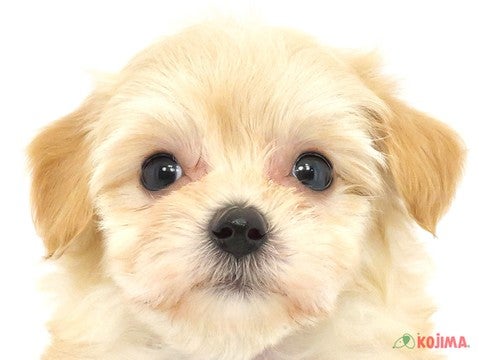 東京都のマルプー(マルチーズ×プードル) (コジマ木場店/2024年3月15日生まれ/女の子/アプリコット)の子犬