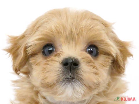 東京都のマルプー(マルチーズ×プードル) (コジマ青戸店/2024年3月15日生まれ/女の子/アプリコット)の子犬