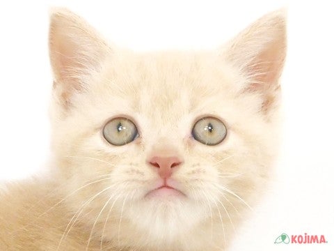 東京都のスコティッシュストレート (コジマ板橋店/2024年3月19日生まれ/男の子/クリームタビー)の子猫