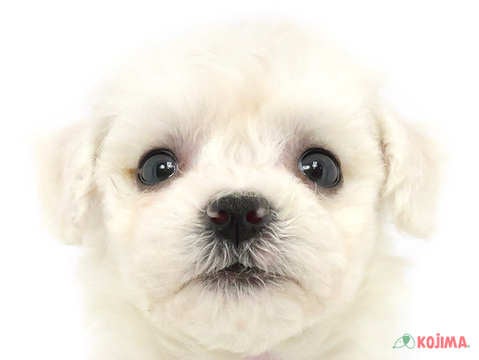 東京都のビションフリーゼ (コジマ八王子店/2024年3月12日生まれ/男の子/ホワイト)の子犬