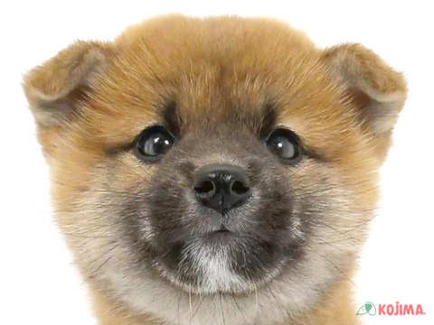 東京都の柴犬(標準サイズ) (コジマアリオ亀有店/2024年3月17日生まれ/男の子/赤)の子犬