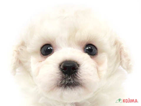 神奈川県のビションフリーゼ (コジマベイタウン横浜本牧店/2024年3月18日生まれ/男の子/ホワイト)の子犬