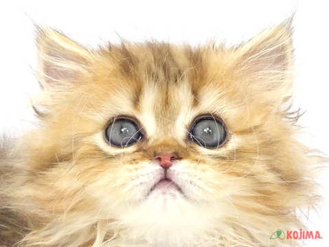 神奈川県のペルシャ (コジマアリオ橋本店/2024年3月16日生まれ/女の子/チンチラゴールデン)の子猫