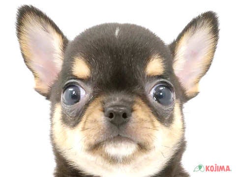 東京都のチワワ(スムース) (コジマ国領店/2024年3月18日生まれ/男の子/ブラックタンホワイト)の子犬