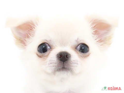 東京都のチワワ(ロング) (コジマ木場店/2024年3月14日生まれ/女の子/クリームホワイト)の子犬