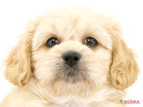 千葉県のハーフ犬 (コジマウエルケアセンター/2024年3月20日生まれ/男の子/クリーム)の子犬