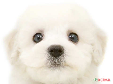 東京都のビションフリーゼ (コジマアリオ北砂店/2024年3月16日生まれ/男の子/ホワイト)の子犬