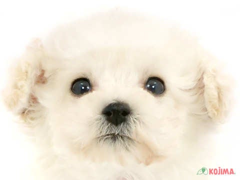 千葉県のトイプードル(トイ) (コジマウエルケアセンター/2024年3月21日生まれ/男の子/ホワイト)の子犬