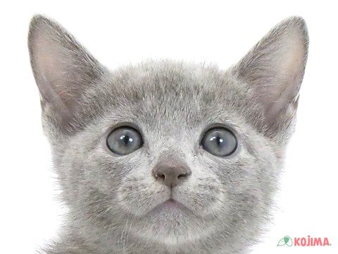 千葉県のロシアンブルー (コジマウエルケアセンター/2024年3月19日生まれ/男の子/ブルー)の子猫