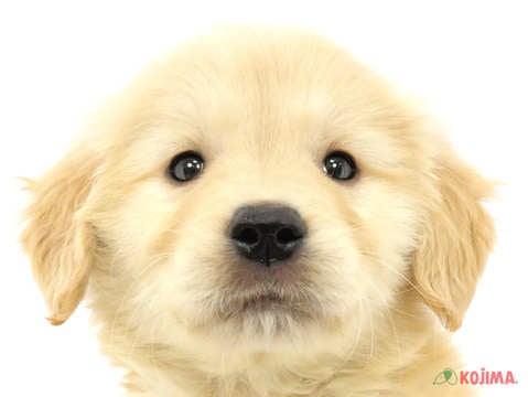 千葉県のゴールデンレトリバー (コジマウエルケアセンター/2024年3月17日生まれ/男の子/ゴールデン)の子犬
