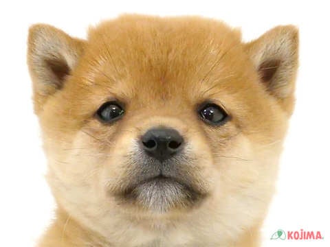 千葉県の豆柴 (コジマウエルケアセンター/2024年3月20日生まれ/男の子/赤)の子犬
