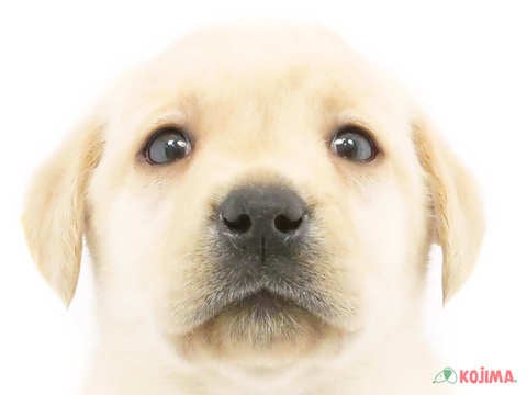 東京都のラブラドールレトリーバー (コジマ練馬店/2024年1月30日生まれ/男の子/イエロー)の子犬